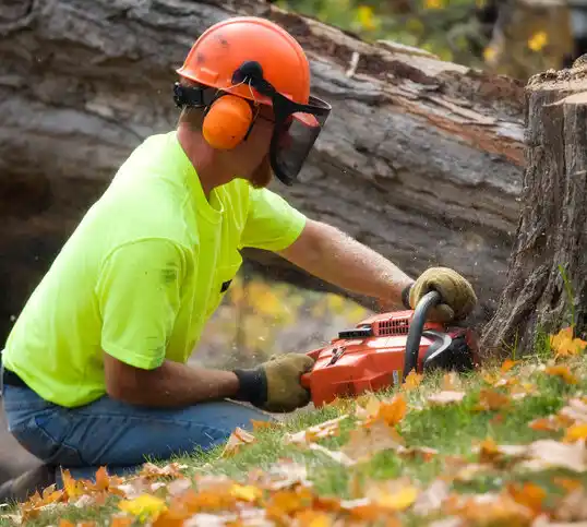 tree services Blue Hill